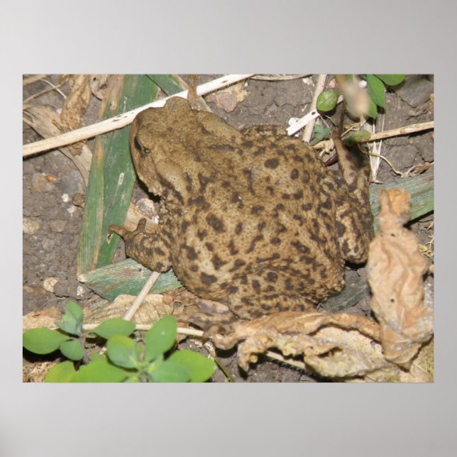 Affiches European Common Toad Print (Devant)