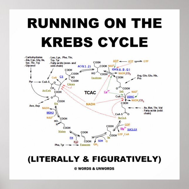 Affiches Exécution Sur Le Cycle Krebs (Humour Scientifique) (Devant)