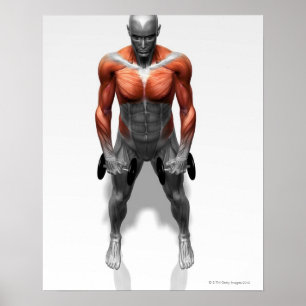 Affiches Exercice droit de rangée