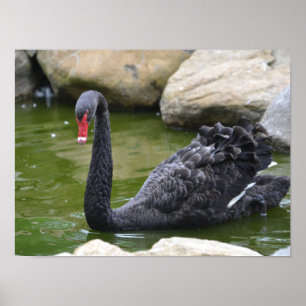 Affiches Exotic Black Swan