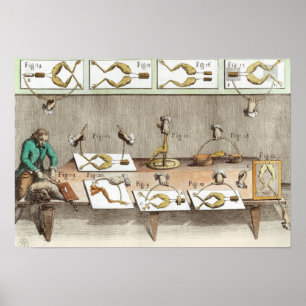 Affiches Expérience sur les grenouilles