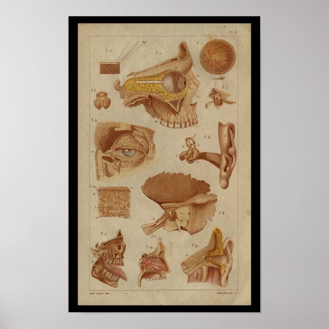 Affiches Eye Ear Nerves Vintage Anatomy Print (Devant)