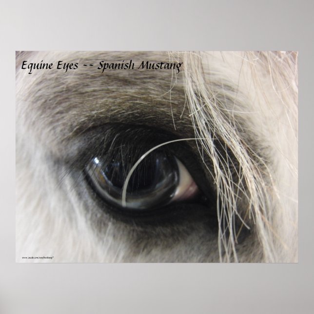 Affiches Eyes Equine — Mustang espagnol (Devant)