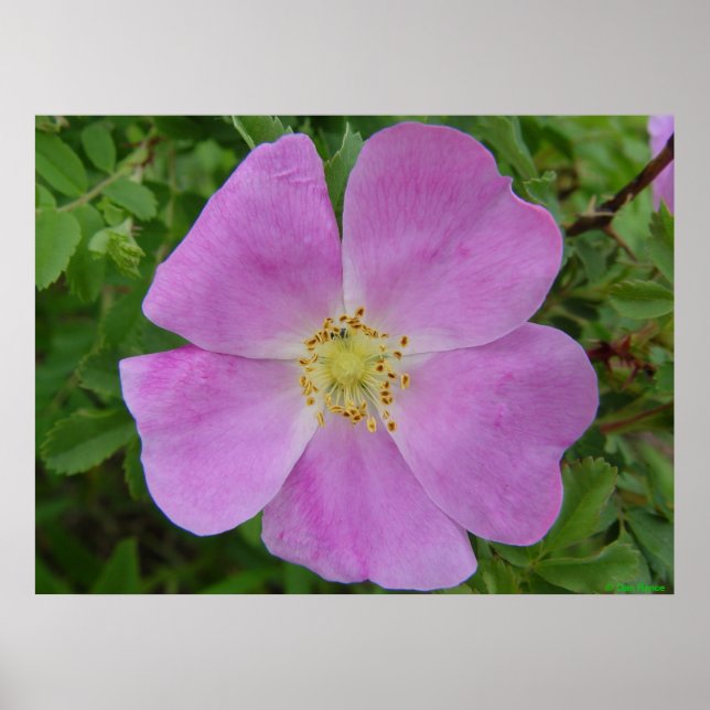 Affiches F11 Rose sauvage des Prairies "Rosa arkansana" (Devant)