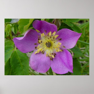 Affiches F13 Rose Épineuse Rosa acicularis de l'Alberta