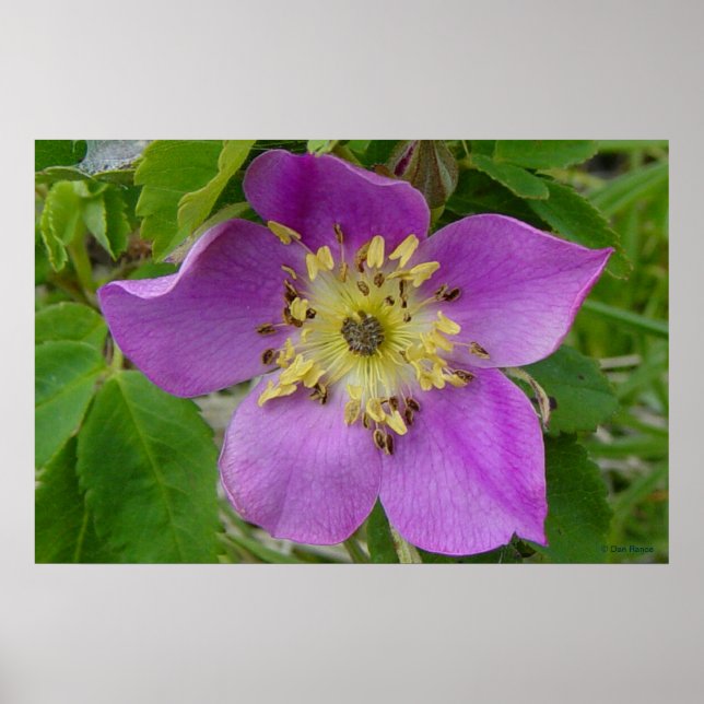 Affiches F13 Rose Épineuse Rosa acicularis de l'Alberta (Devant)