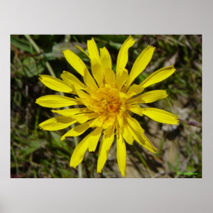 Affiches F21 Fleur sauvage jaune Crépis à feuilles étroites