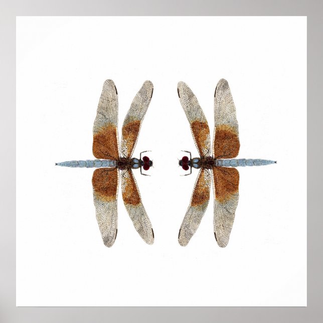 Affiches Face-off 2 libellules de matelot (Devant)