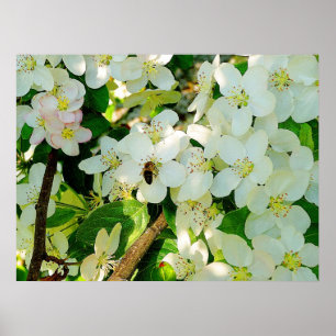 Affiches Faire du miel