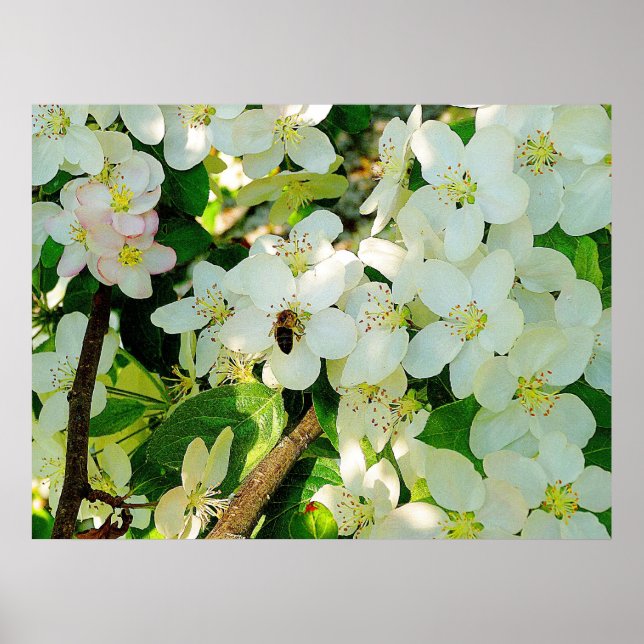 Affiches Faire du miel (Devant)