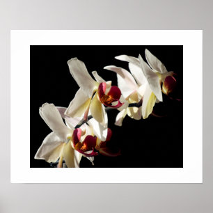 Affiches Faits saillants floraux d'orchidées Phalaenopsis b