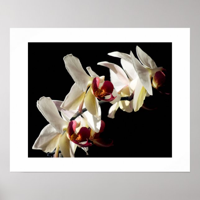 Affiches Faits saillants floraux d'orchidées Phalaenopsis b (Devant)