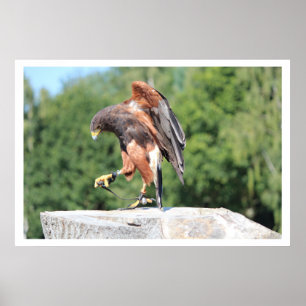 Affiches Falconry Harris Hawk avec Jesses