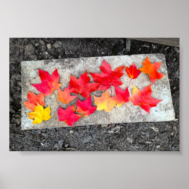 Affiches Fall Colors Maple Leaves Thanksgiving Photo Print (Devant)