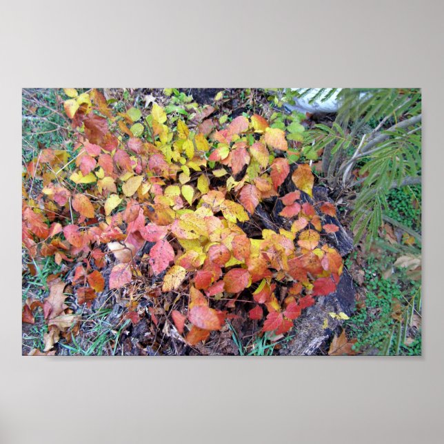 Affiches Fall poison ivy (Devant)