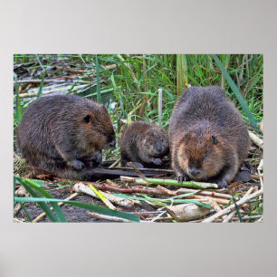 Affiches Famille Beaver