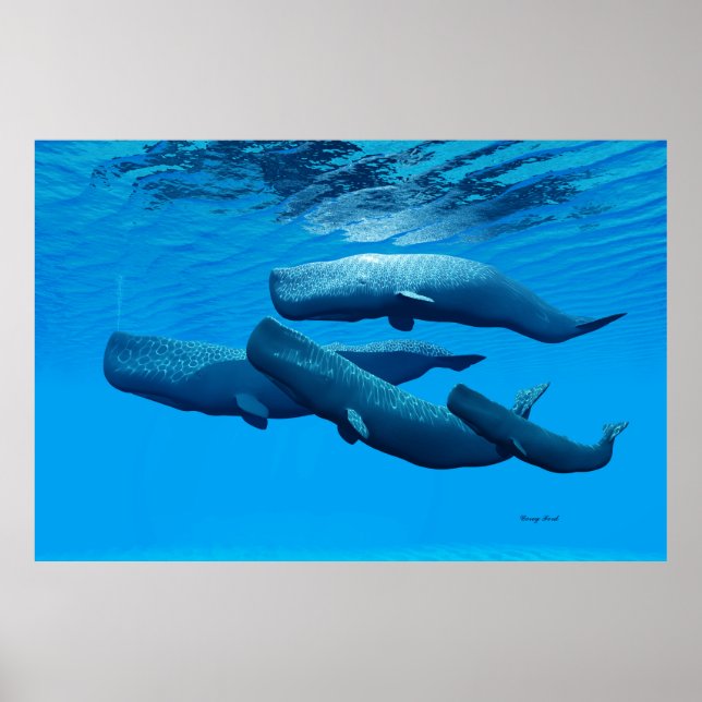 Affiches Famille de baleines de Sperm (Devant)