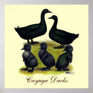 Affiches Famille de canards Cayuga
