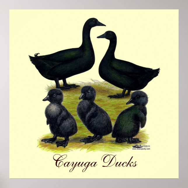 Affiches Famille de canards Cayuga (Devant)