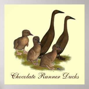 Affiches Famille de canards coureurs de chocolat