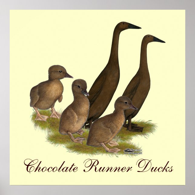 Affiches Famille de canards coureurs de chocolat (Devant)