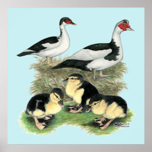 Affiches Famille de canards Muscovy à pieds noirs