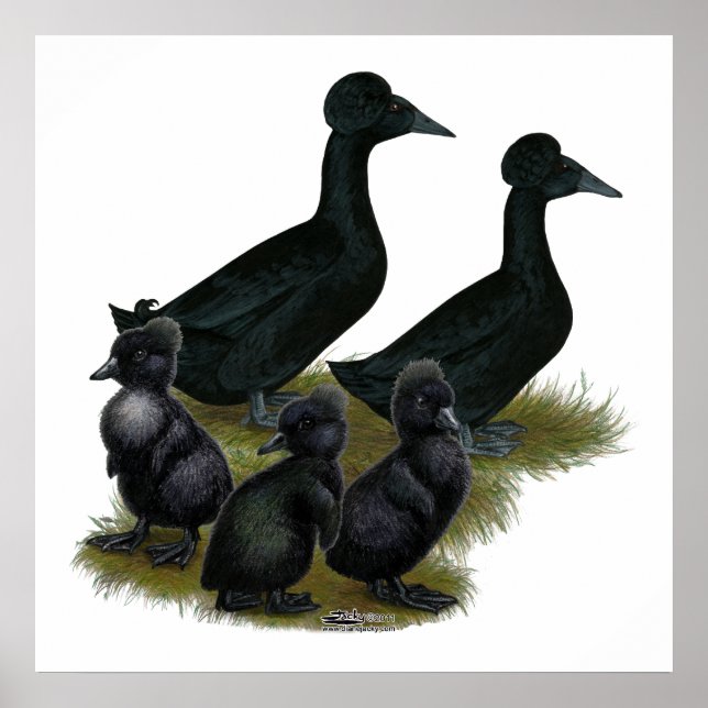 Affiches Famille de canards noirs en cage (Devant)