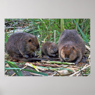 Affiches Famille de castors