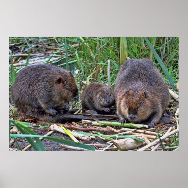 Affiches Famille de castors (Devant)