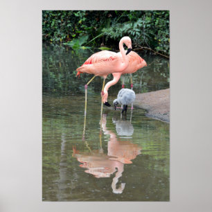 Affiches Famille de flamants en maraude