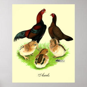 Affiches Famille de poulet rouge noir Aseel
