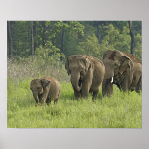 Affiches Famille d'éléphants indiens