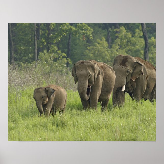 Affiches Famille d'Eléphants indiens sortant de (Devant)