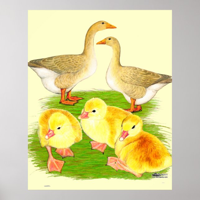 Affiches Famille d'oie buff (Devant)