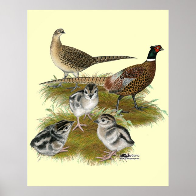 Affiches Famille Pheasant Ringneck (Devant)