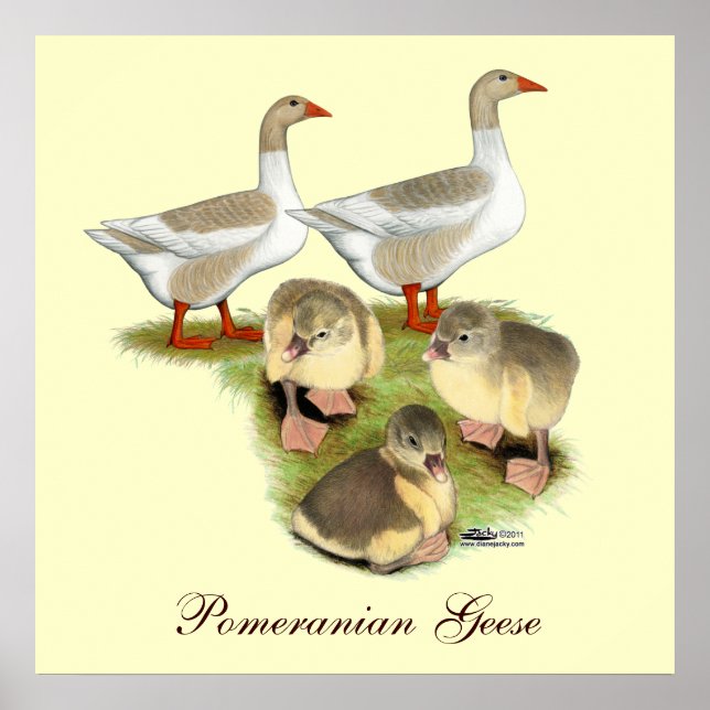 Affiches Famille Poméranie Poméranie (Devant)