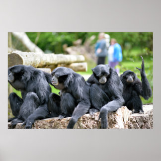 Affiches Famille Siamang Gibbon se relaxer en fota faune pa
