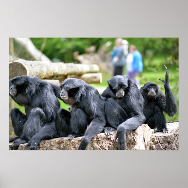Affiches Famille Siamang Gibbon se relaxer en fota faune pa (Devant)