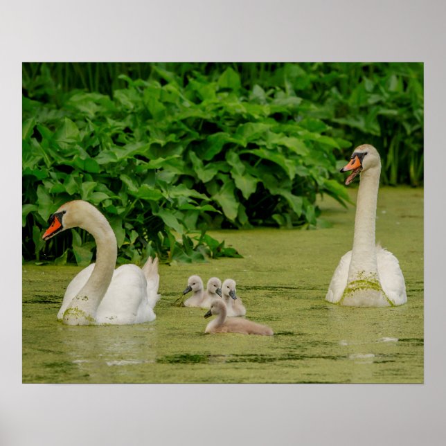 Affiches Famille Swan (Devant)