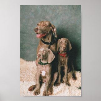 AFFICHES FAMILLE WEIMARANER