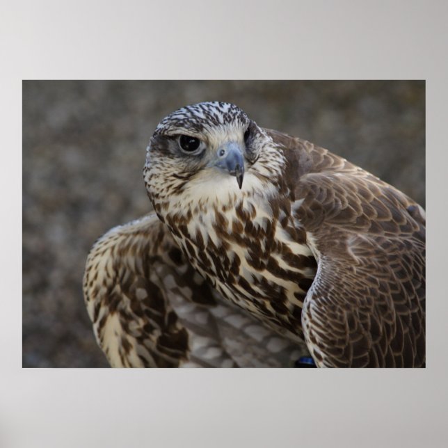 Affiches Faucon (Devant)