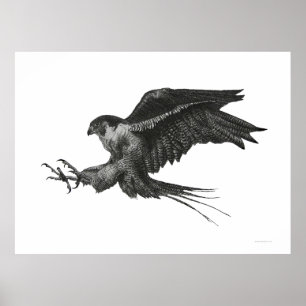 Affiches Faucon pèlerin encre et plume noir et blanc