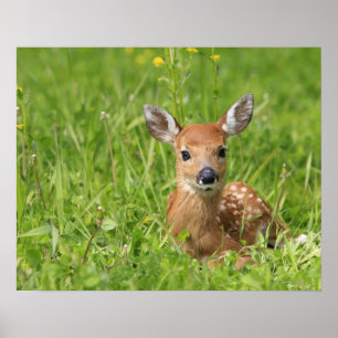 Affiches Faune