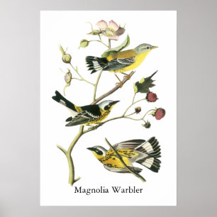 Affiches Fauvette de magnolia, John Audubon
