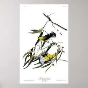 Affiches Fauvette de Prothonotary