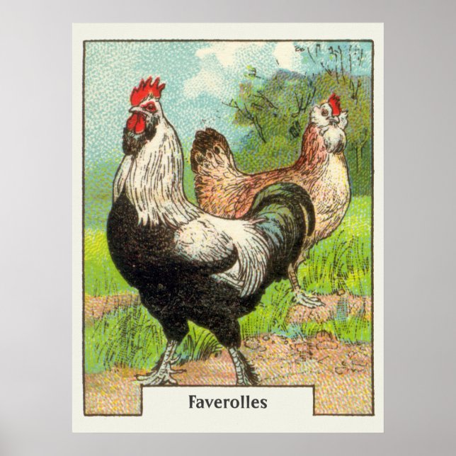 Affiches Faverolles vintages Poulet (Devant)