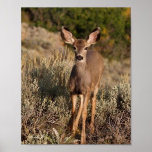 Affiches Fawn in the Wild Canvas Print
