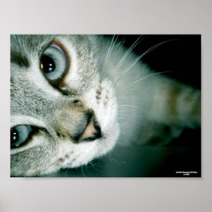 Affiches Feline Friends 001
