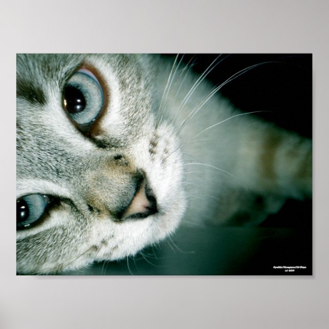 Affiches Feline Friends 001 (Devant)