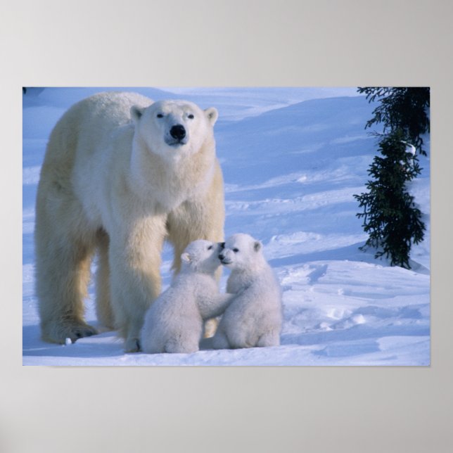 Affiches Female Polar Bear Standing with 2 Cubs at her (Devant)